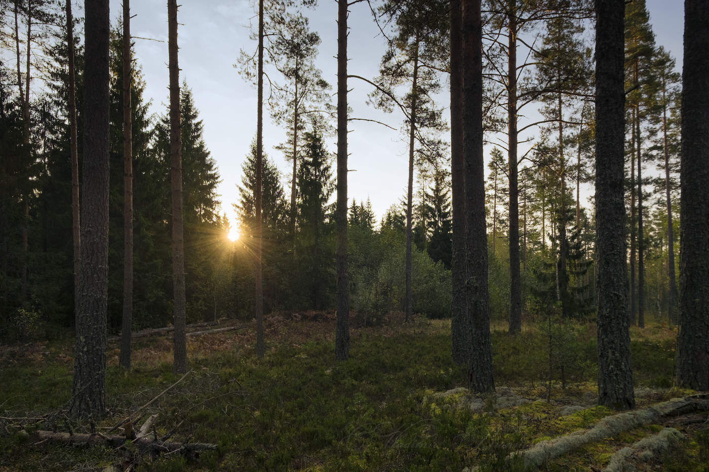 Утренний солнечный взгляд