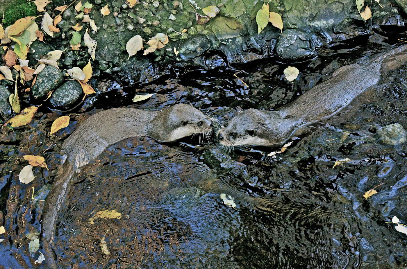 Запах осени