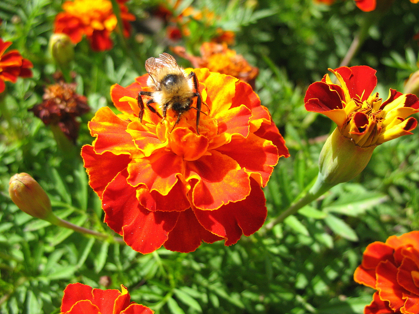 Запах осени