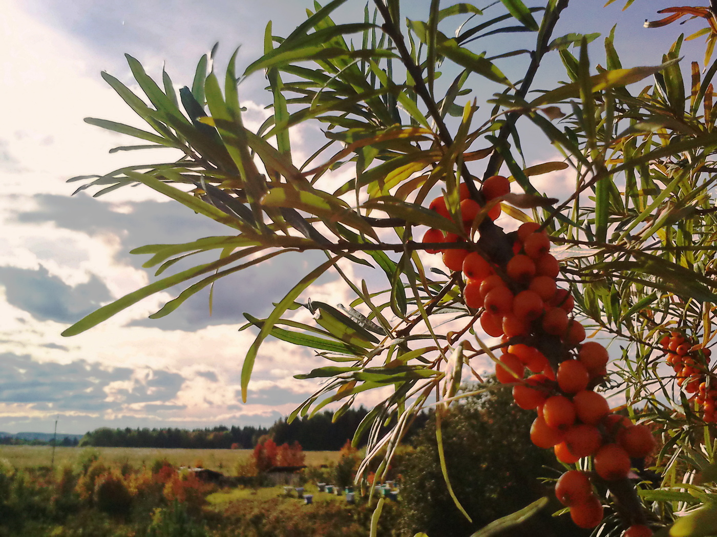 Запах осени