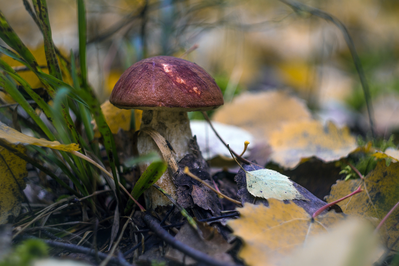 Запах осени