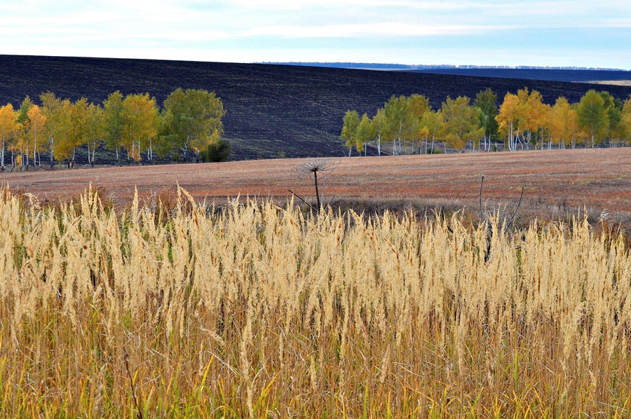Запах осени