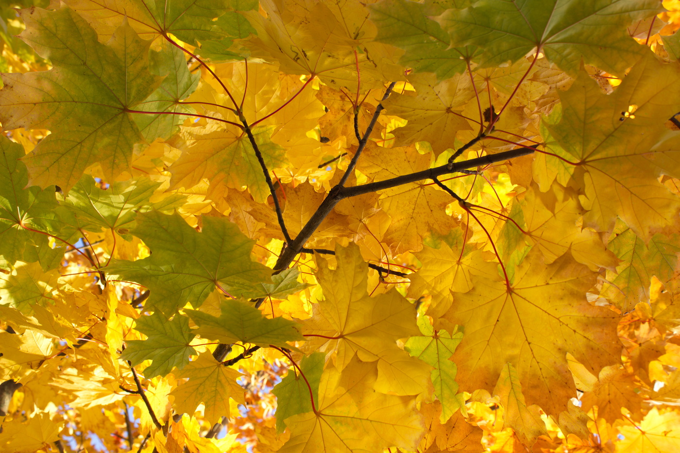 Запах осени