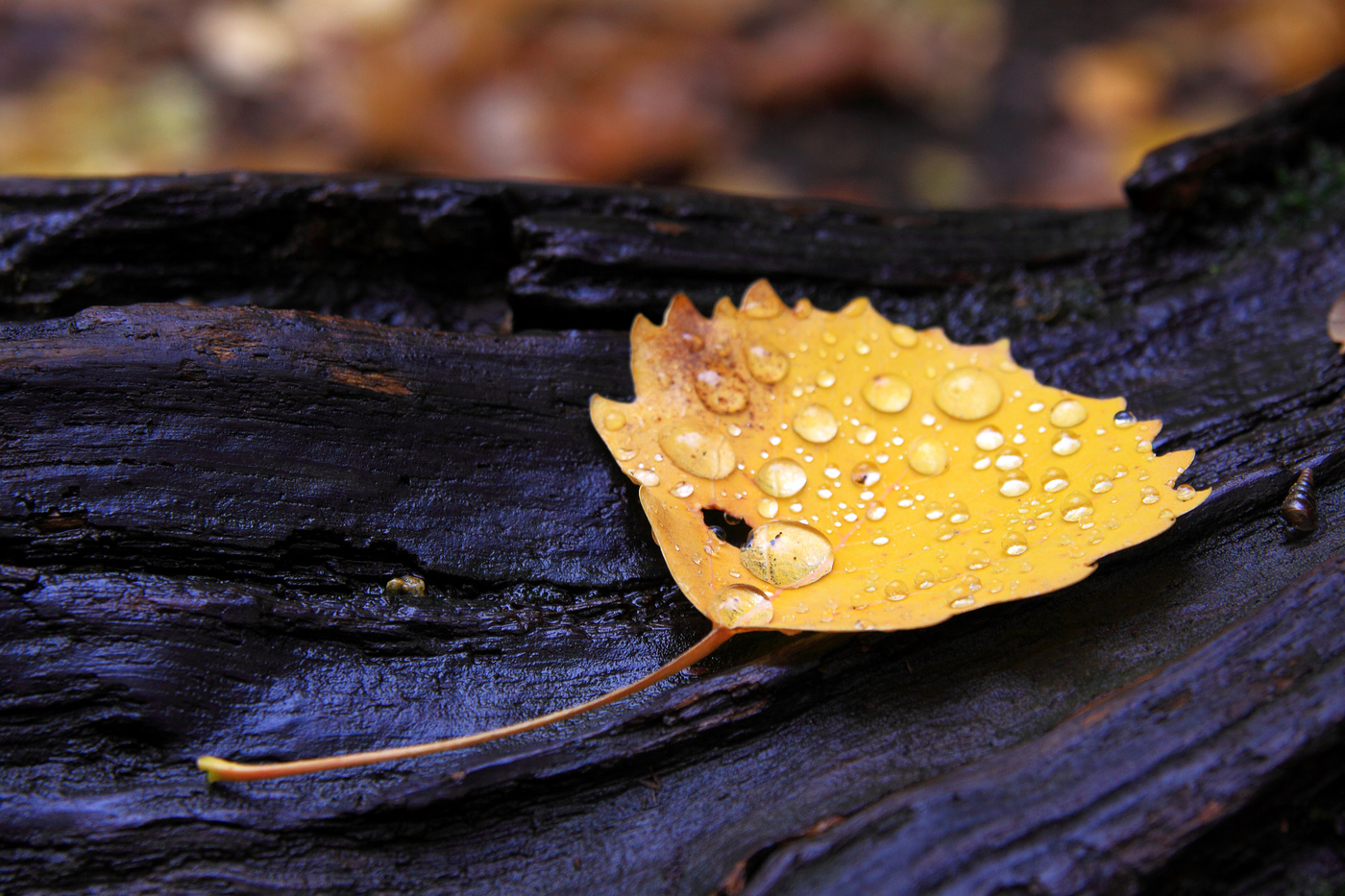 Запах осени