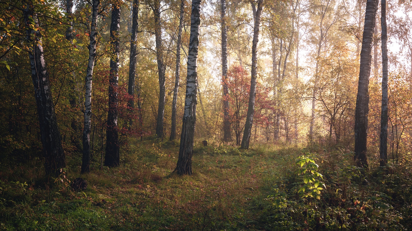 Запах осени