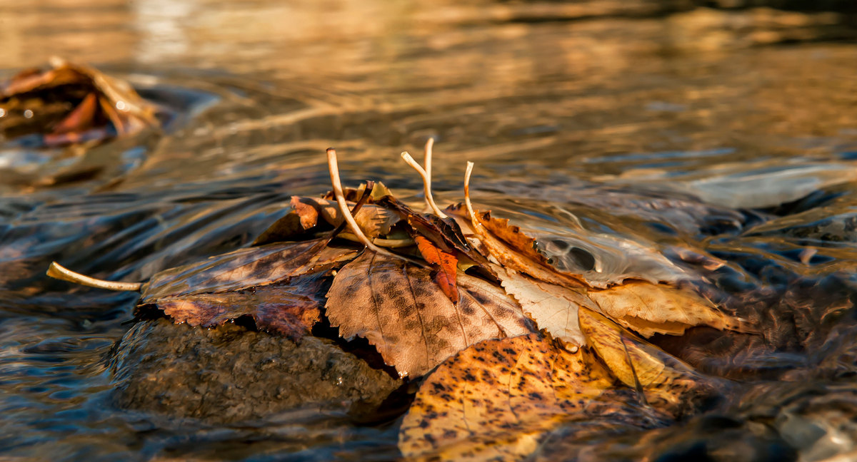 На камушке задержавшаяся осень...