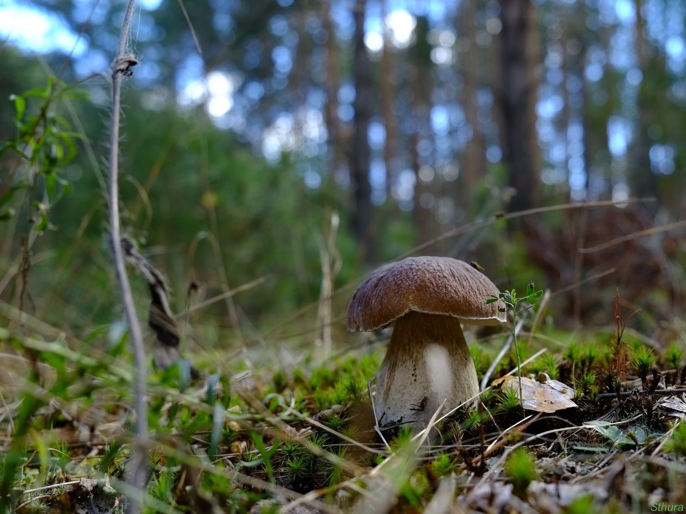 Запах осени