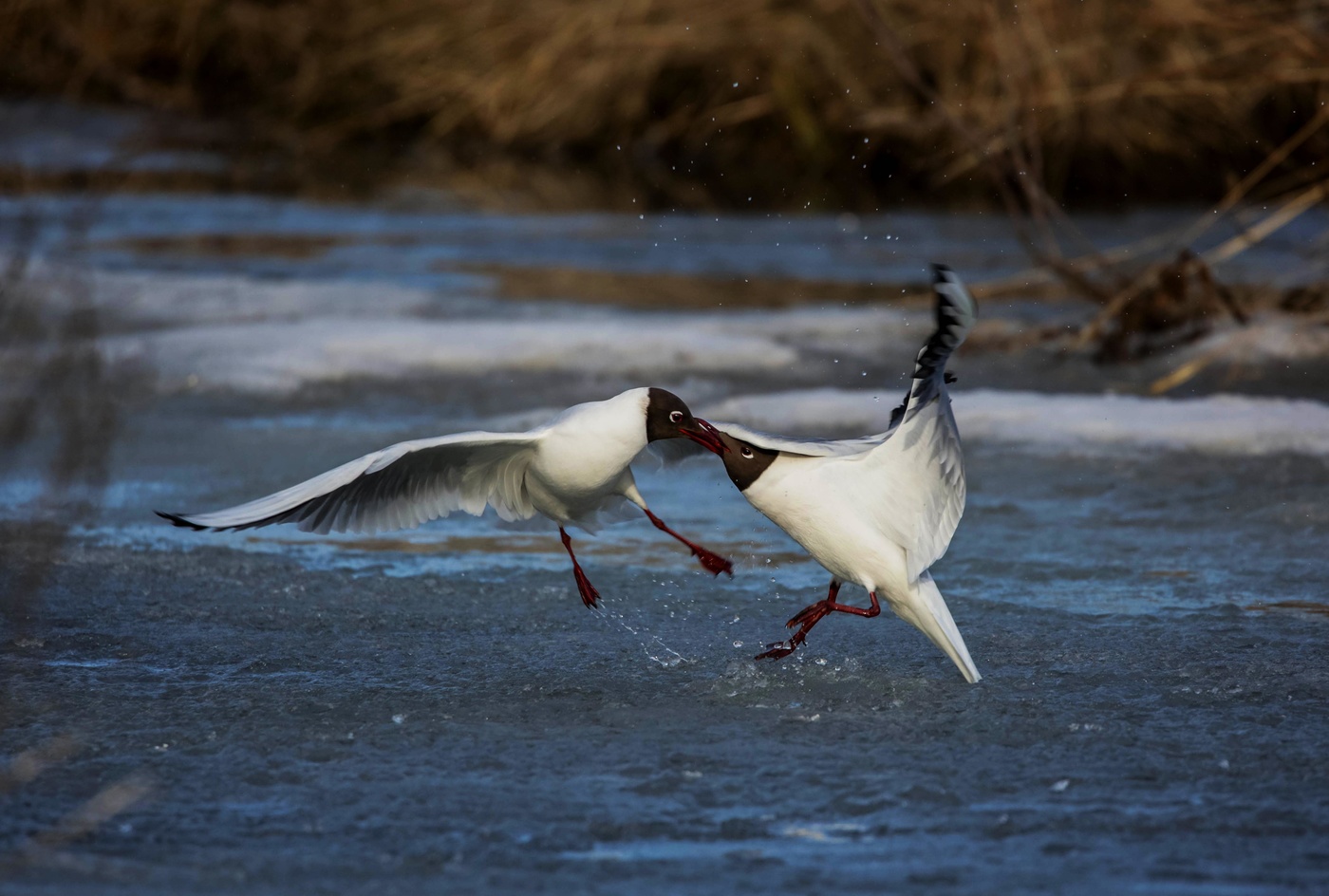 Воздушный "поцелуй"