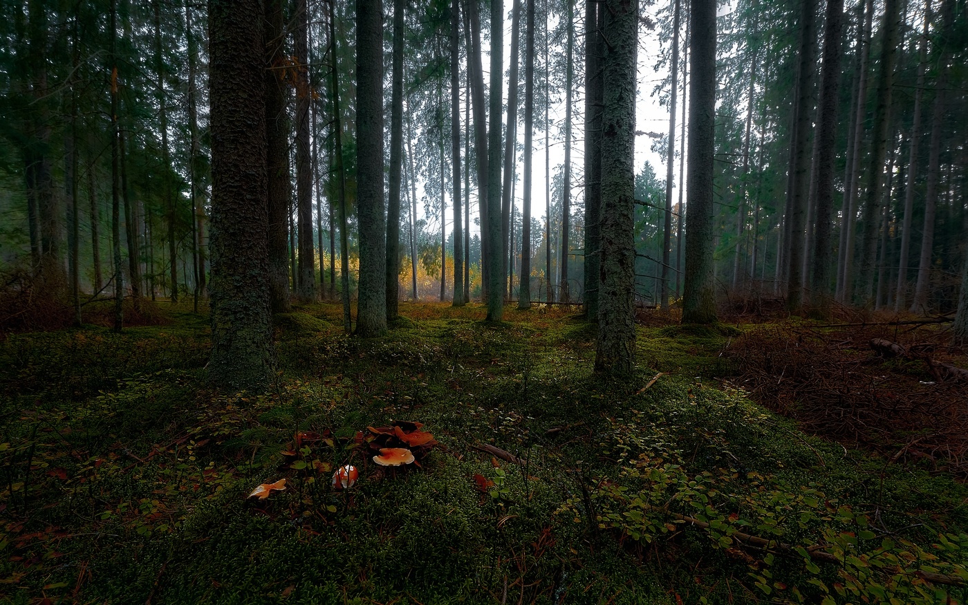 Запах осени