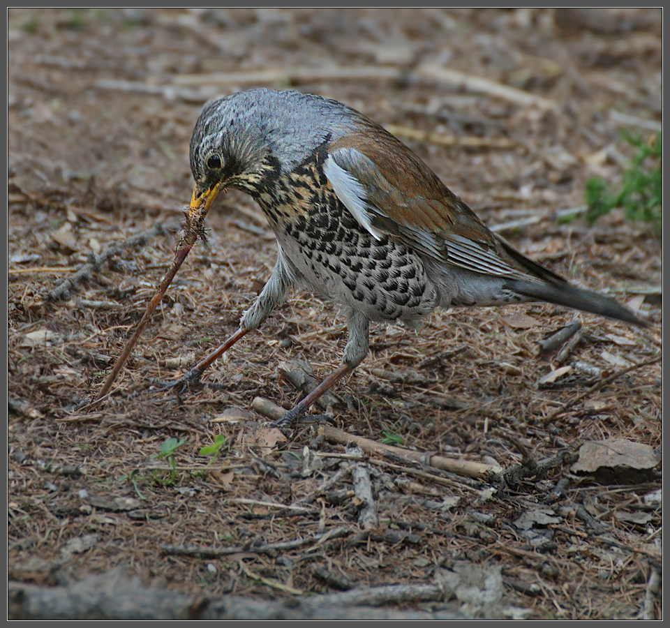 - Бабка! Внучка! Жучка! Да где же вы все?!!