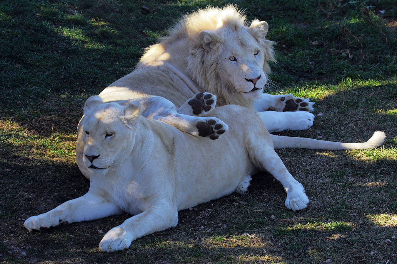 Кто в доме хозяин