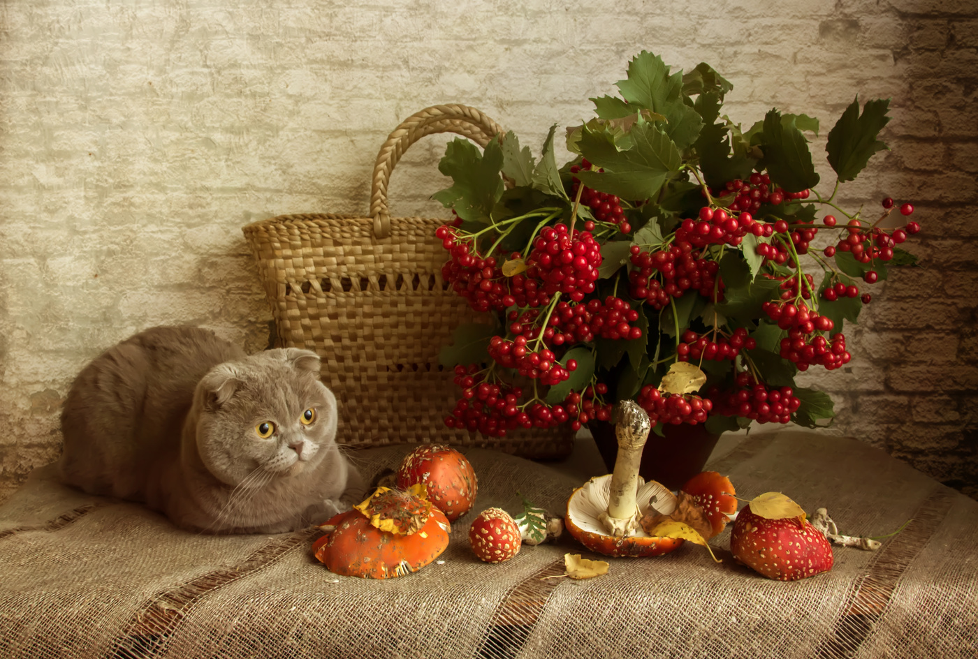 Не грибной год...