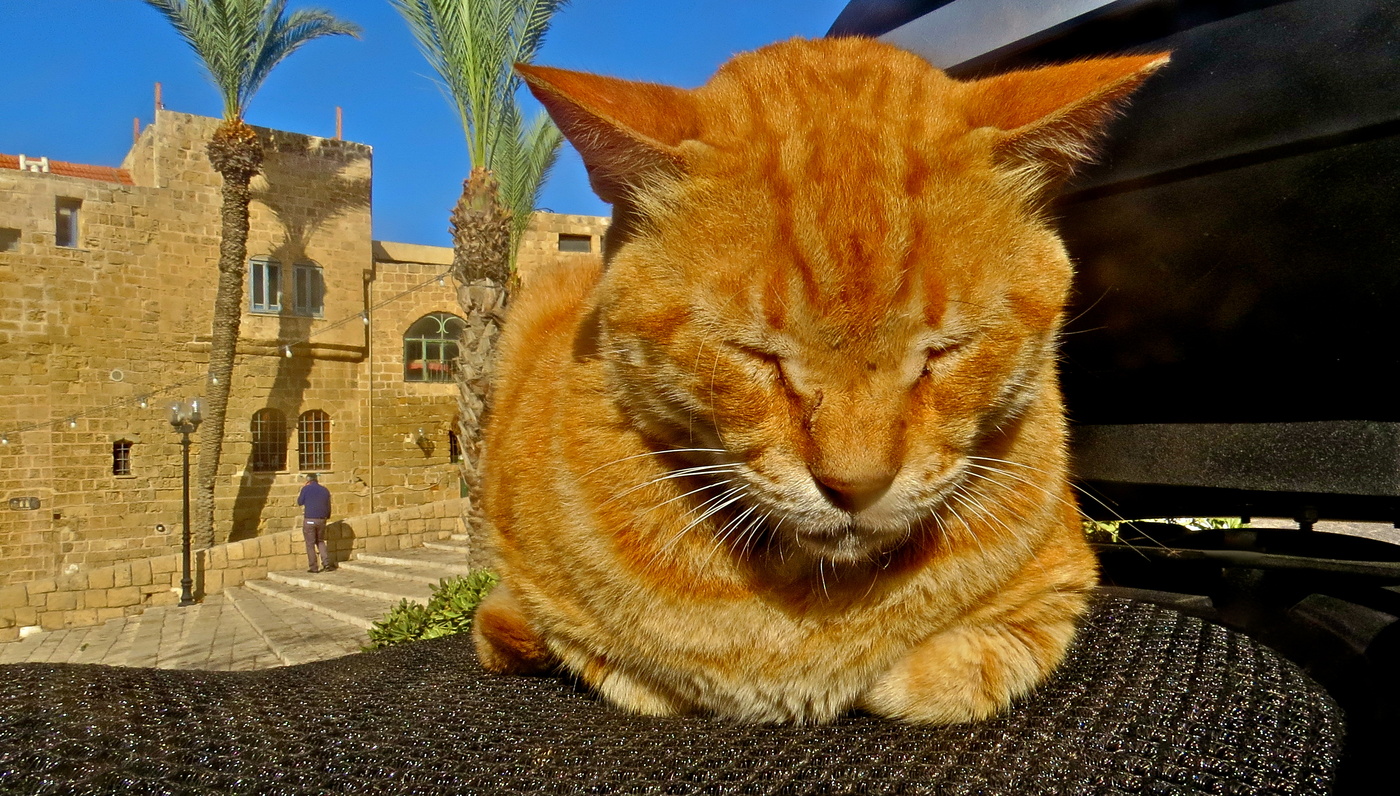 Какое мне дело до вас, до всех...