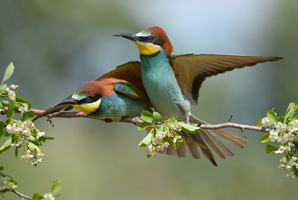 Под надёжным крылом