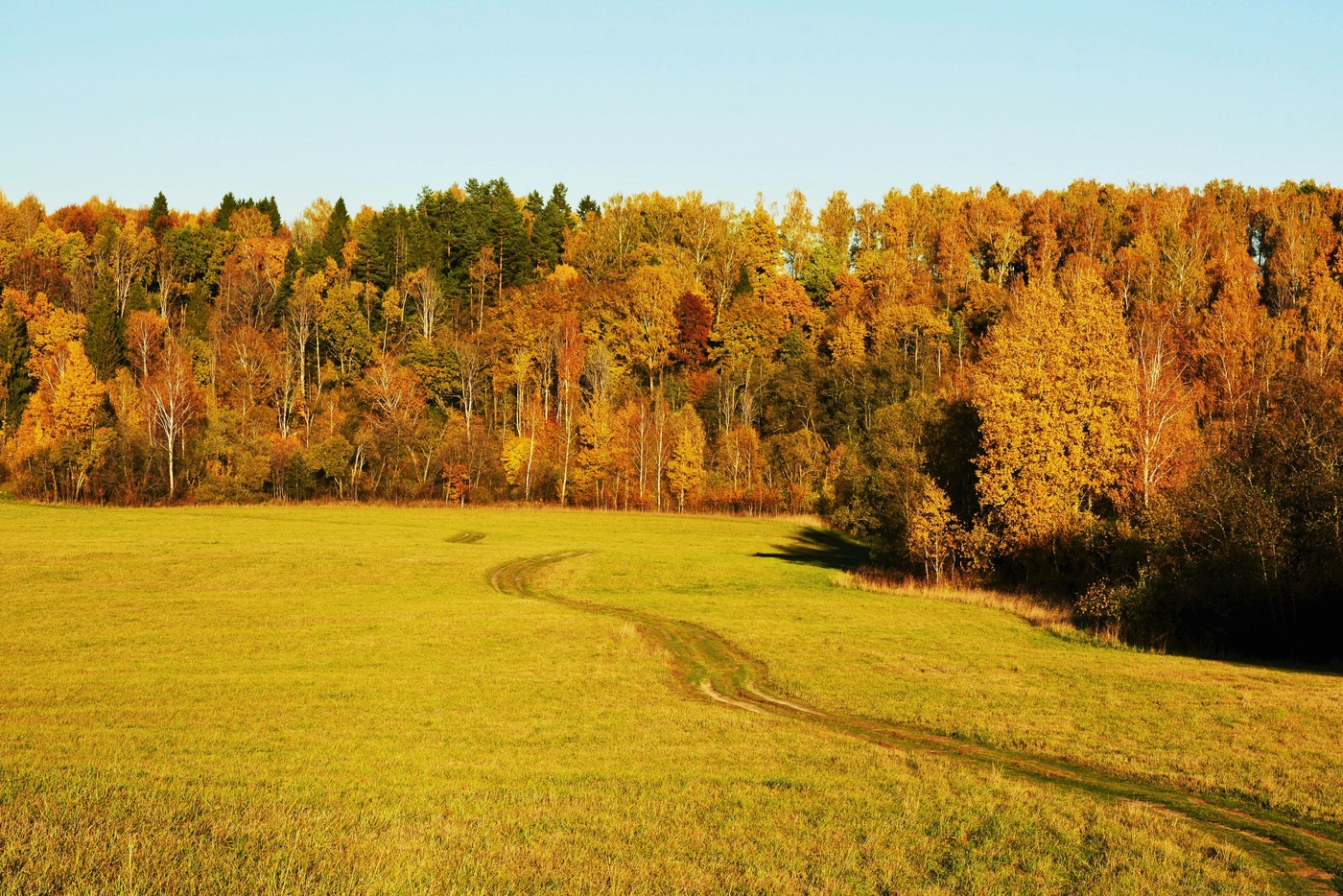 "Где-то там далеко, где слоняются запахи леса..."