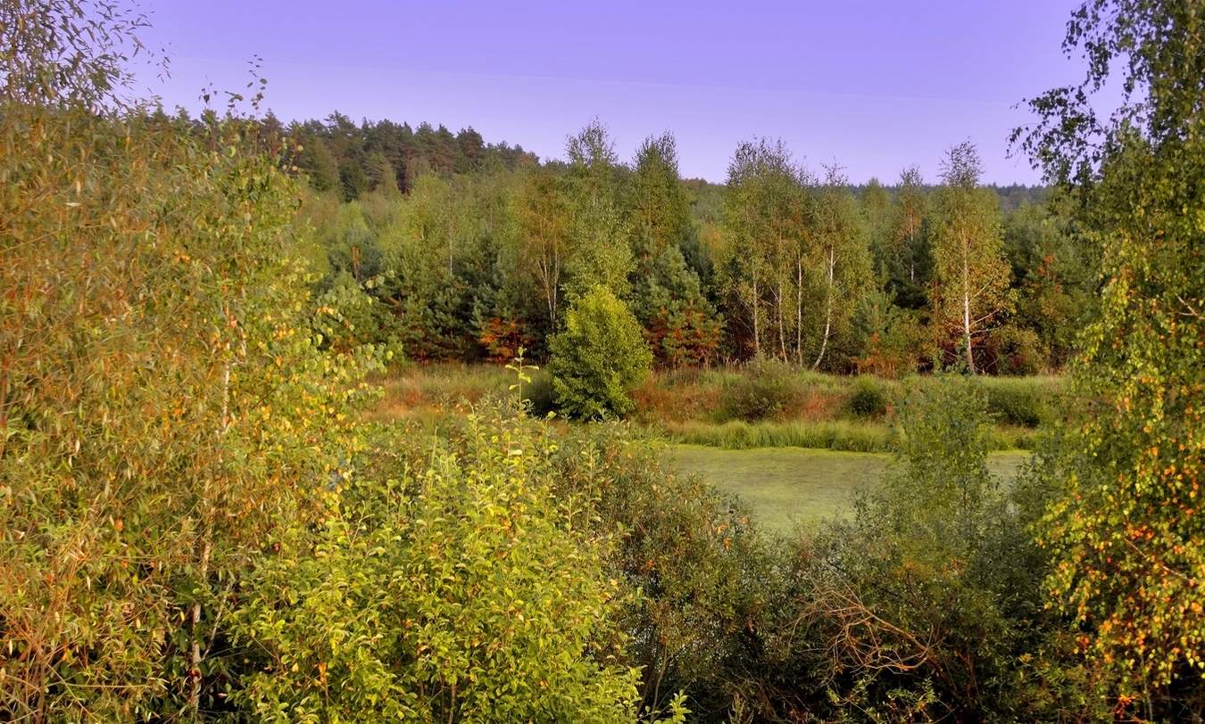 Лесной осенний ракурс