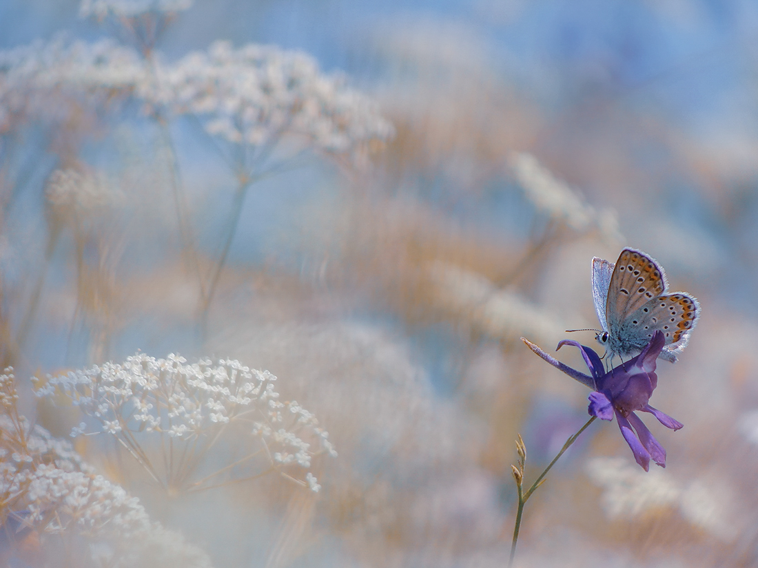 Про бабочку