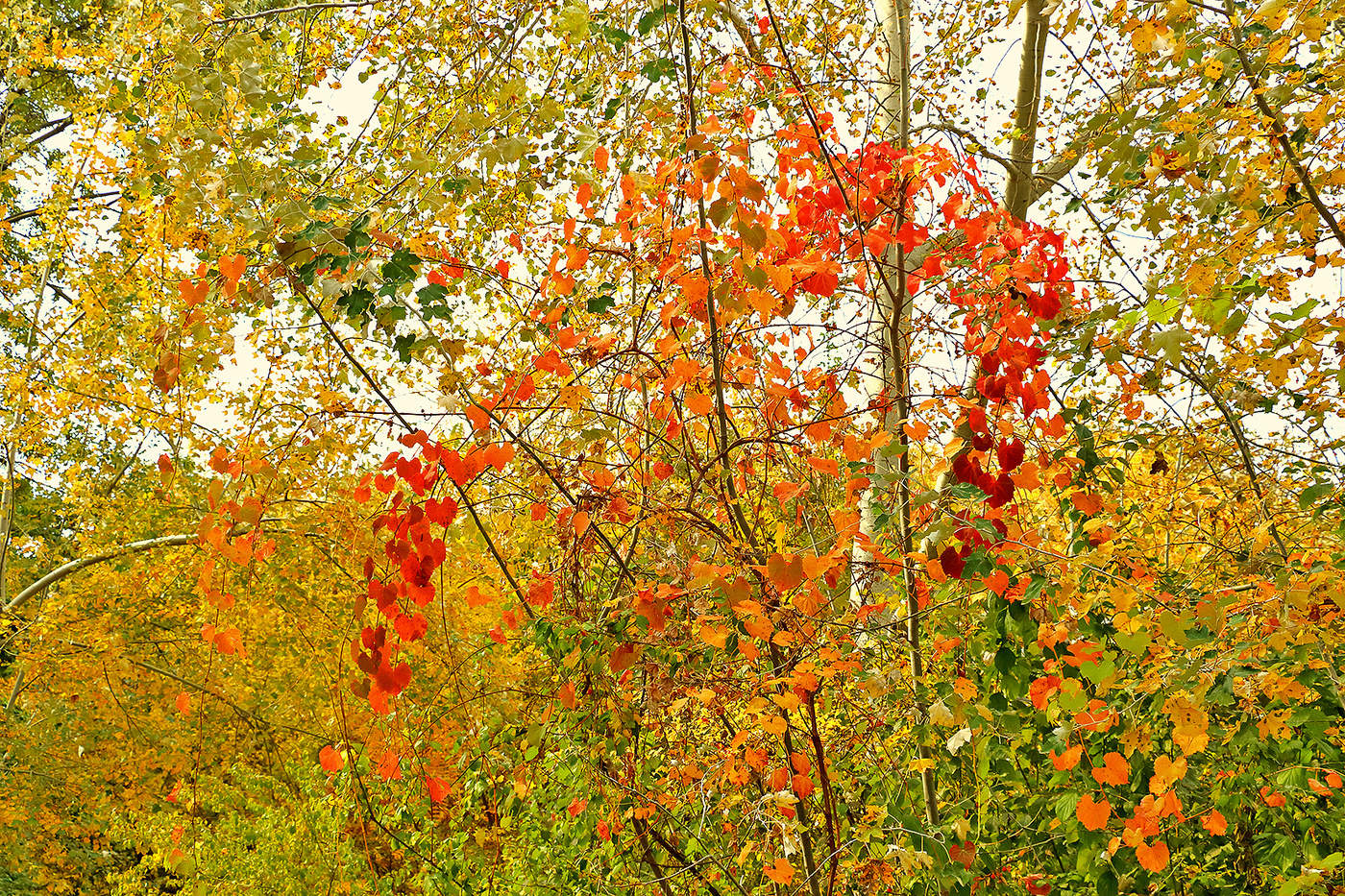 Осенняя прозрачность