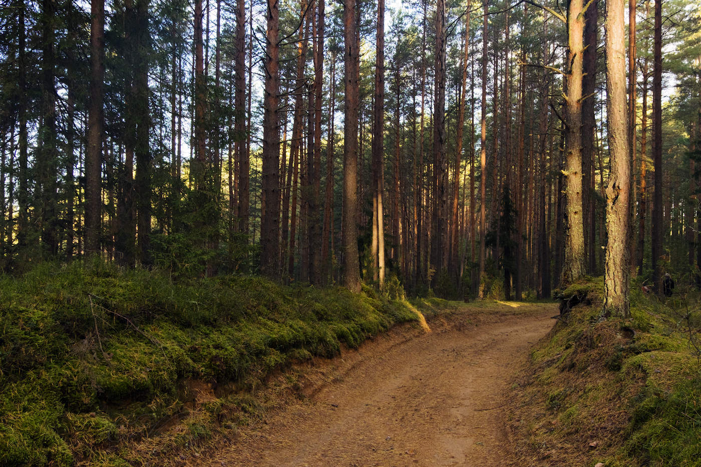 В сосновый бор