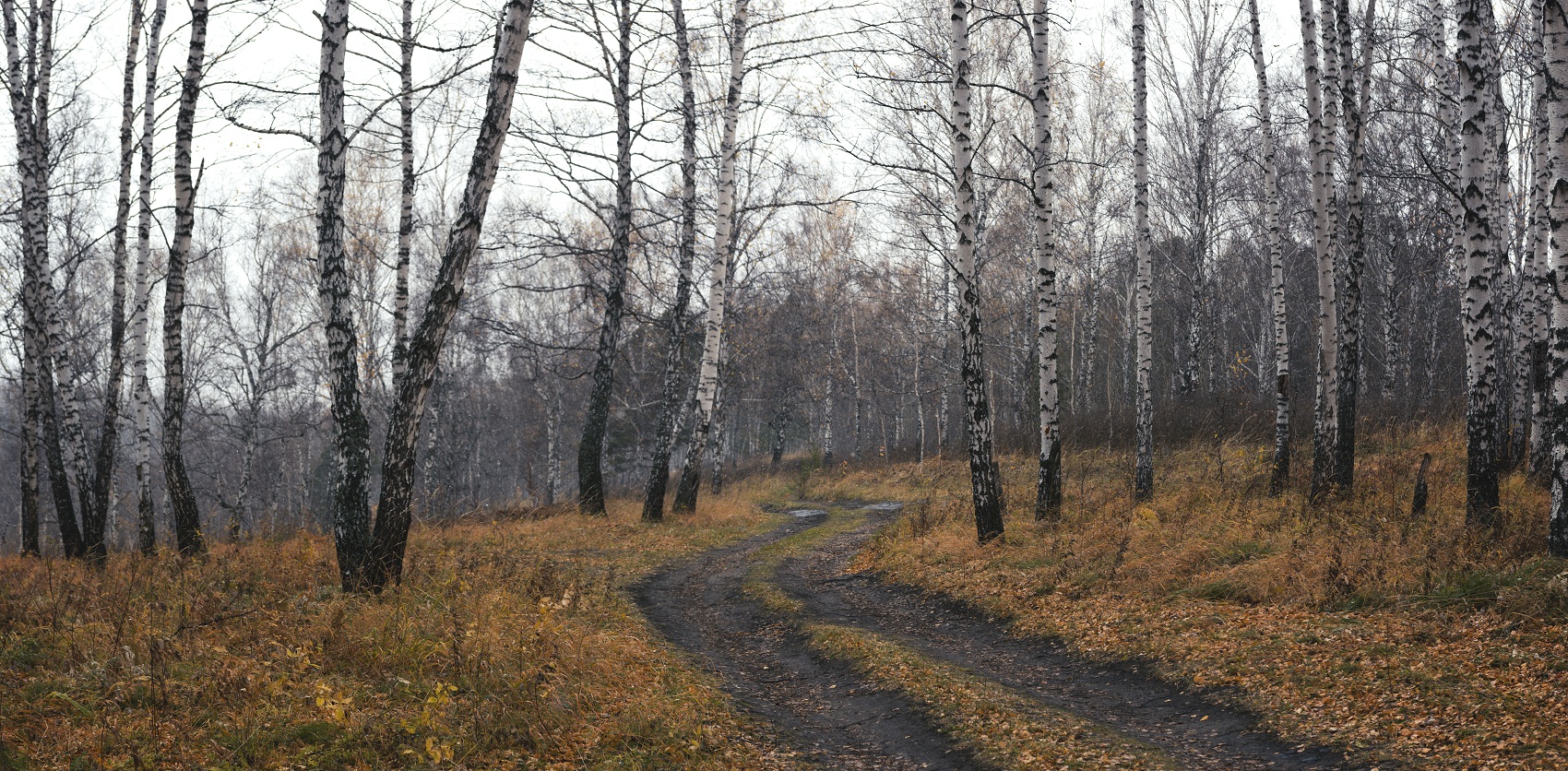 Холодный лес.