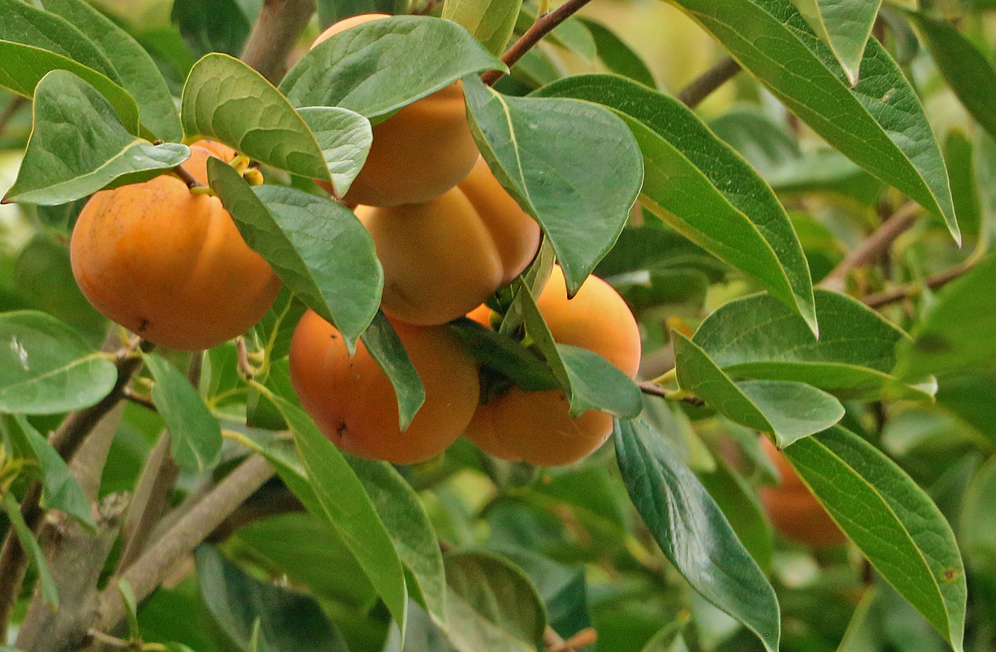 Осенний урожай