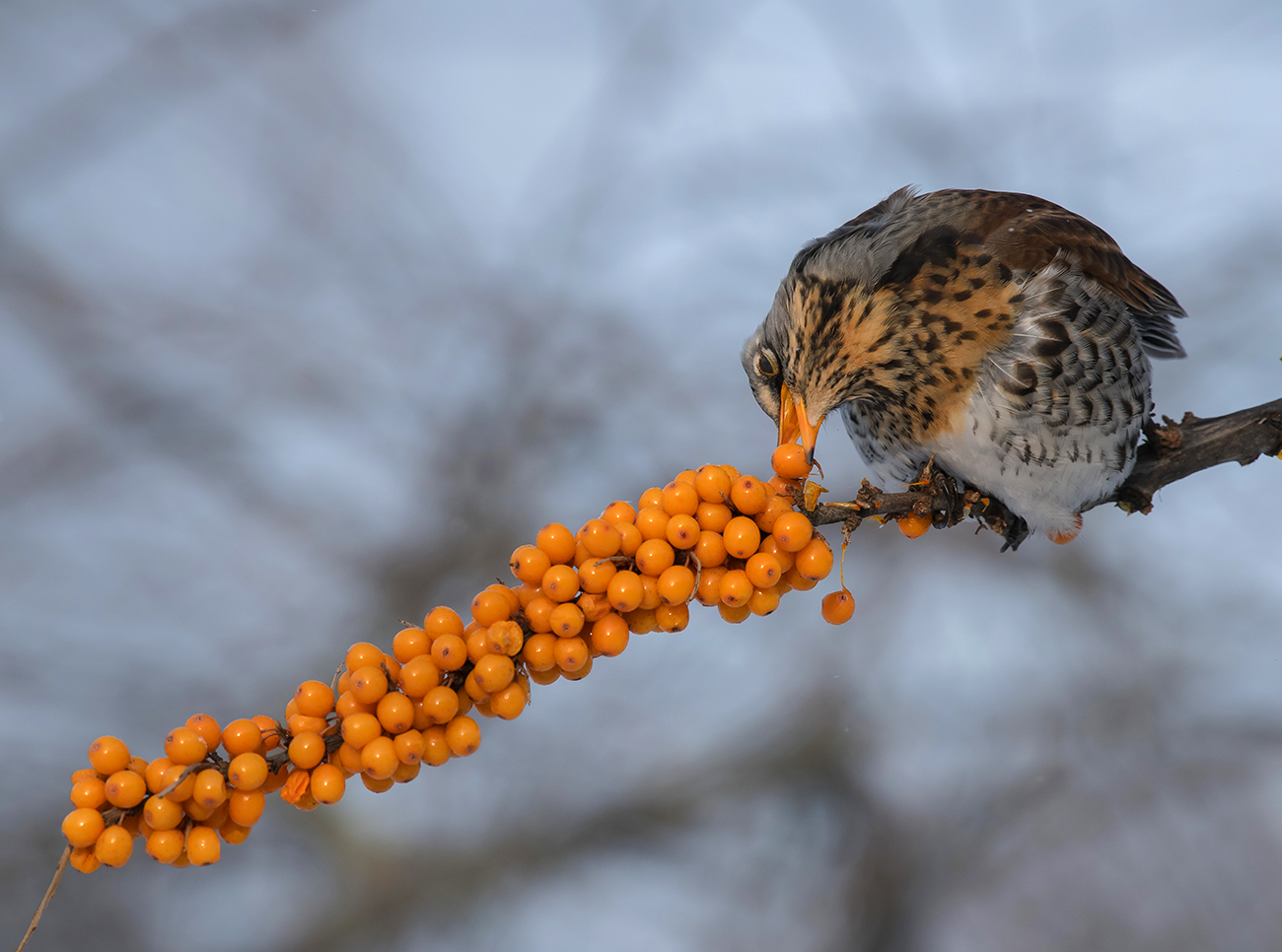 "Рог" изобилия