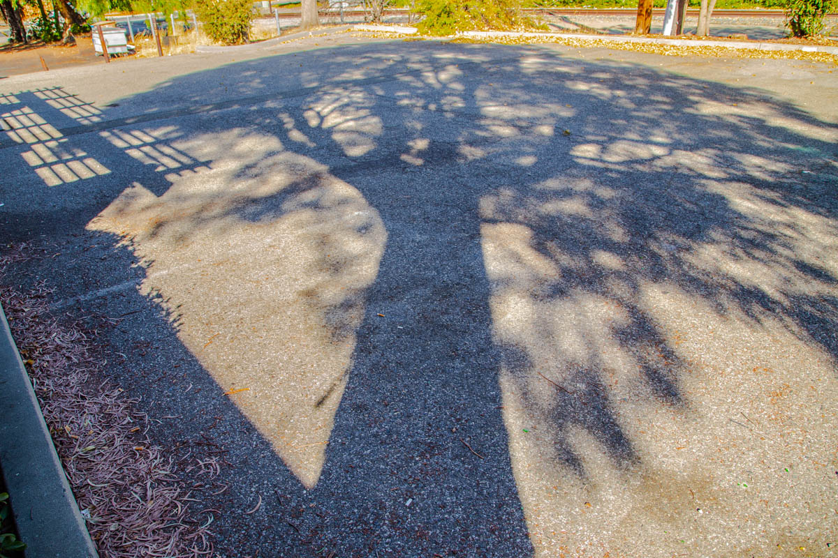 И снова дерево