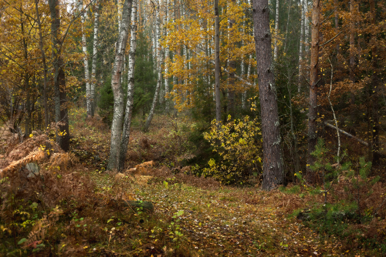По осенней тропке