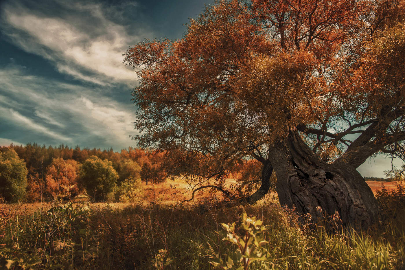 Старое дерево