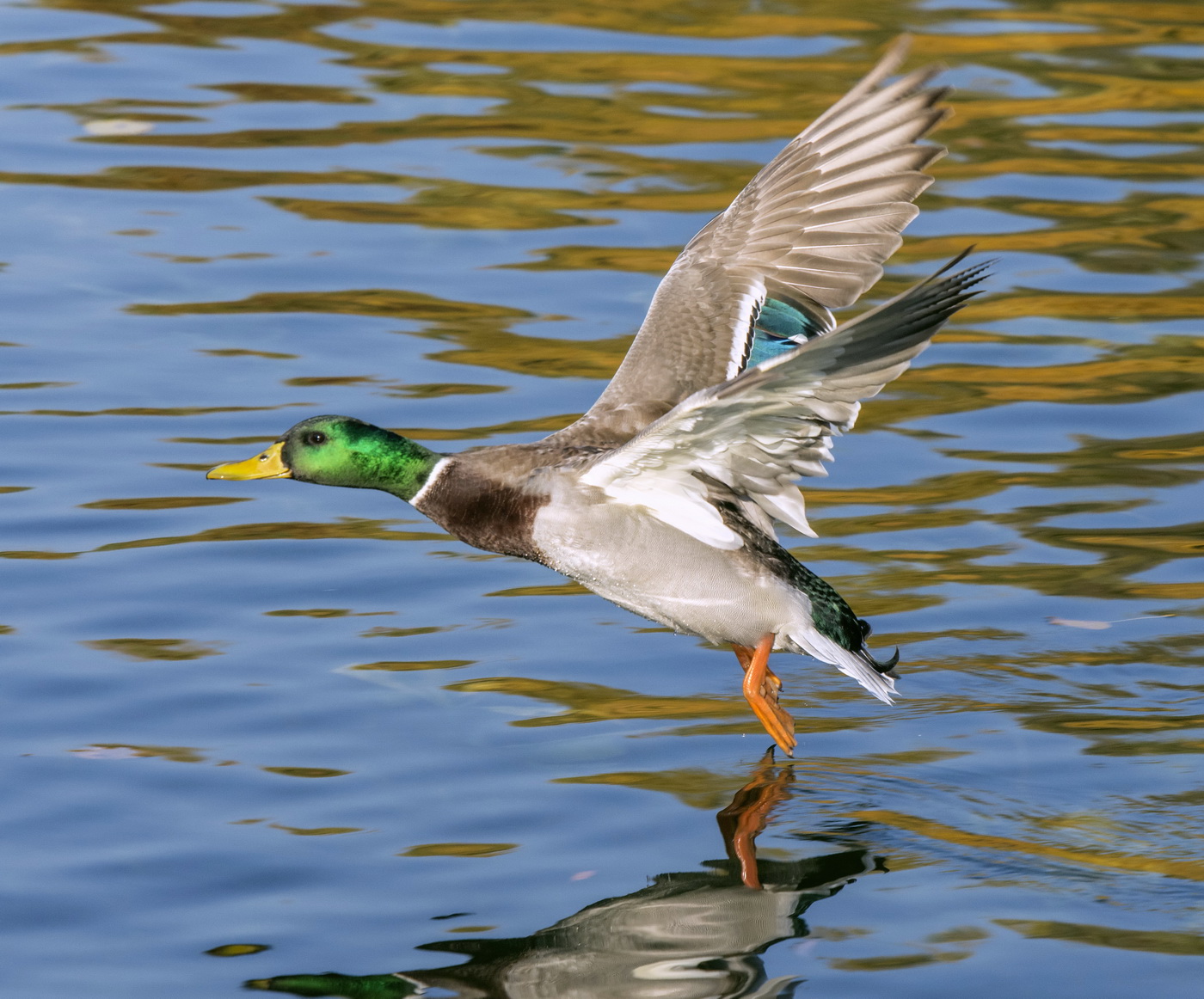 И осень его красит!