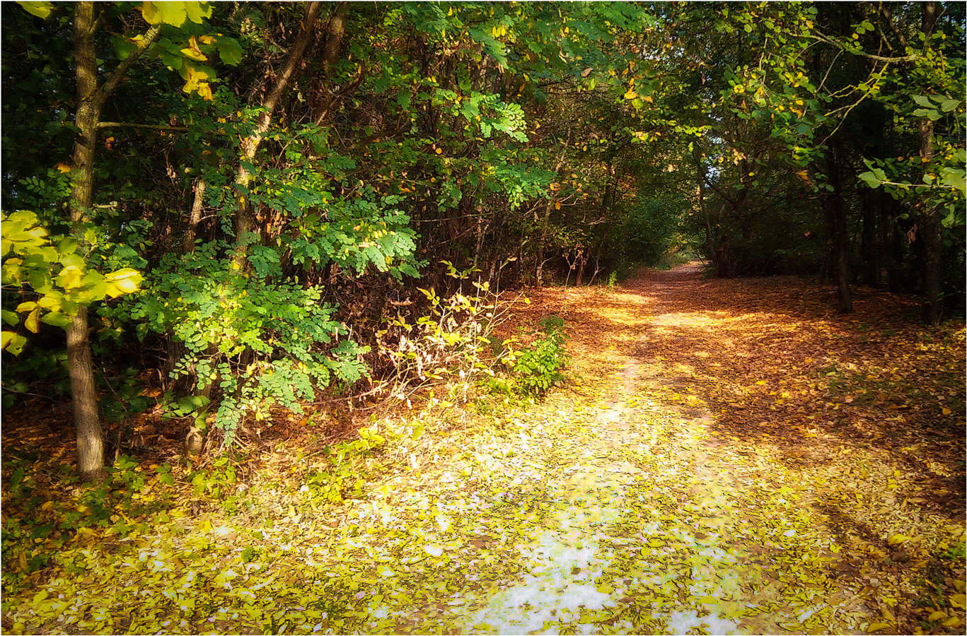 Доргога в осень