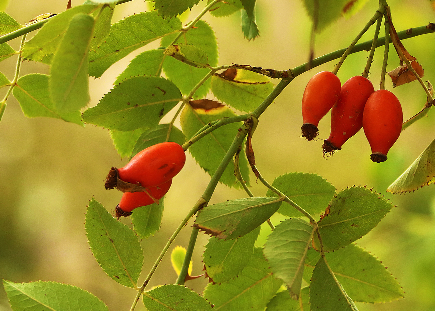 Осенний урожай 2