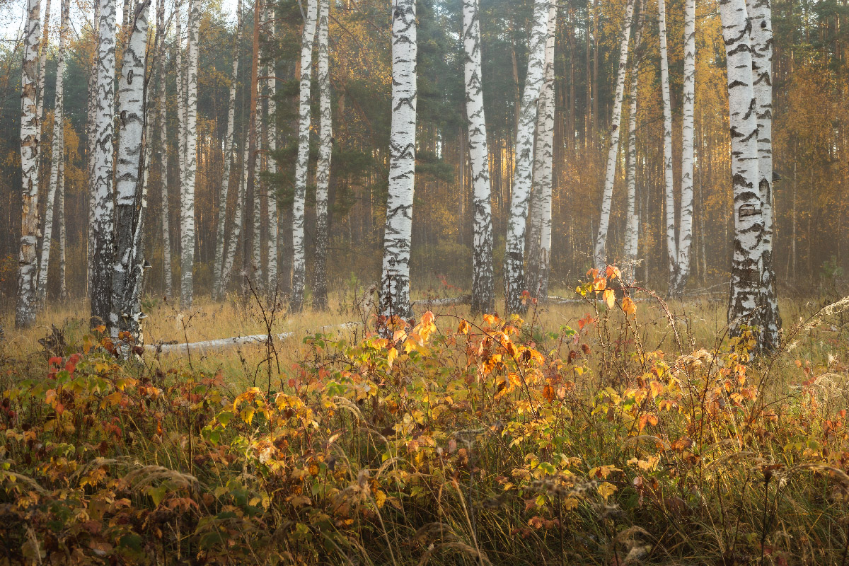 Малина и берёзы