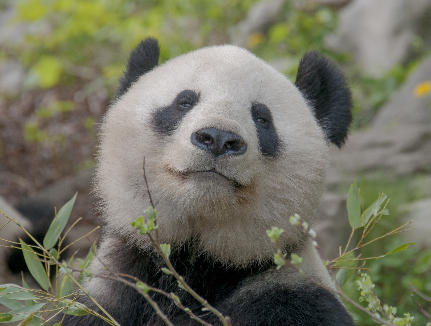 Меня зовут Ян Ян