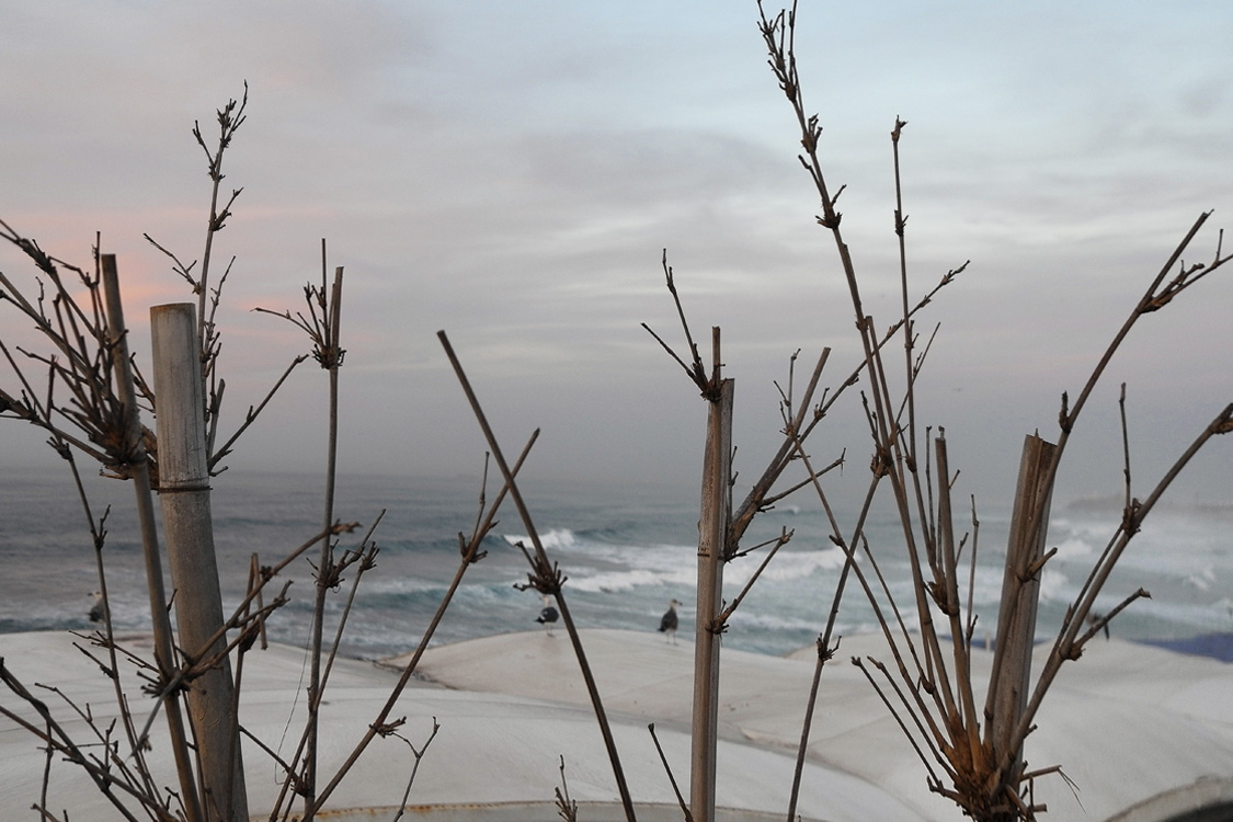 Небо, море и четыре чайки