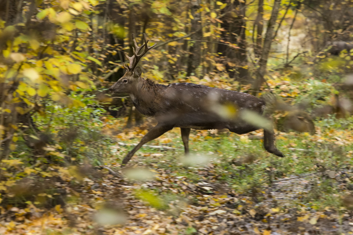 Повторимый момент