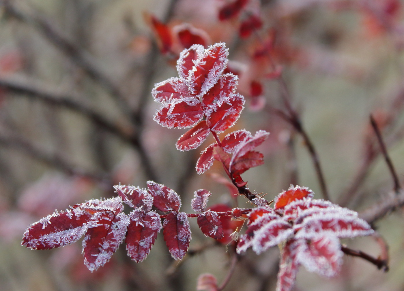 Повторимый момент