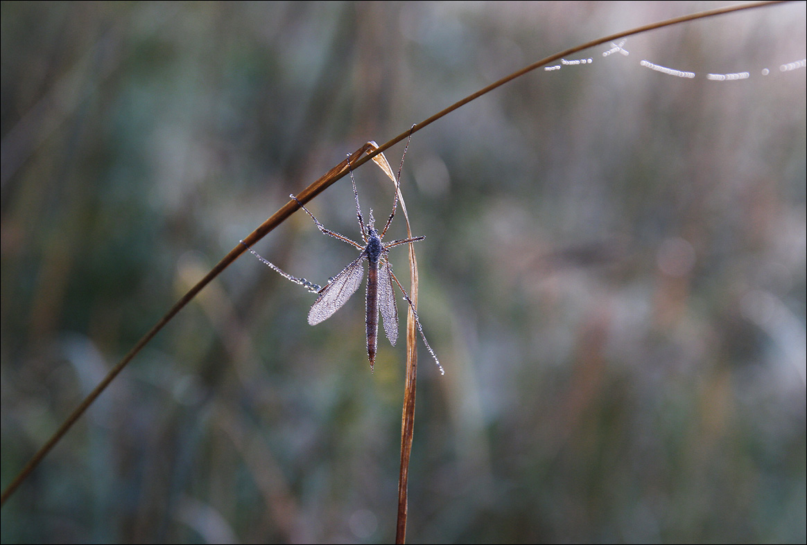"Большой страшный малярийный комар"
