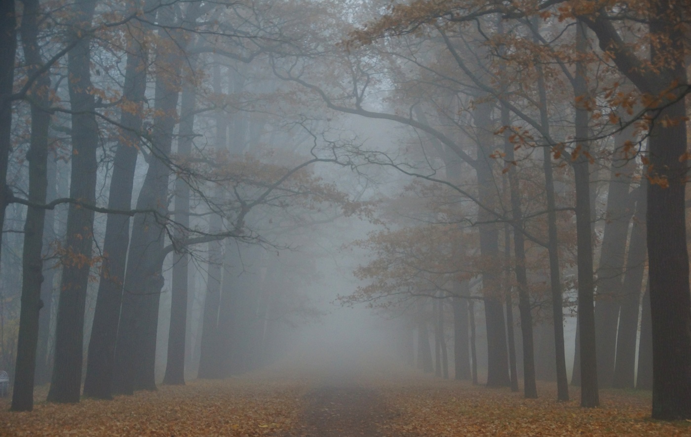 Сны старого парка...