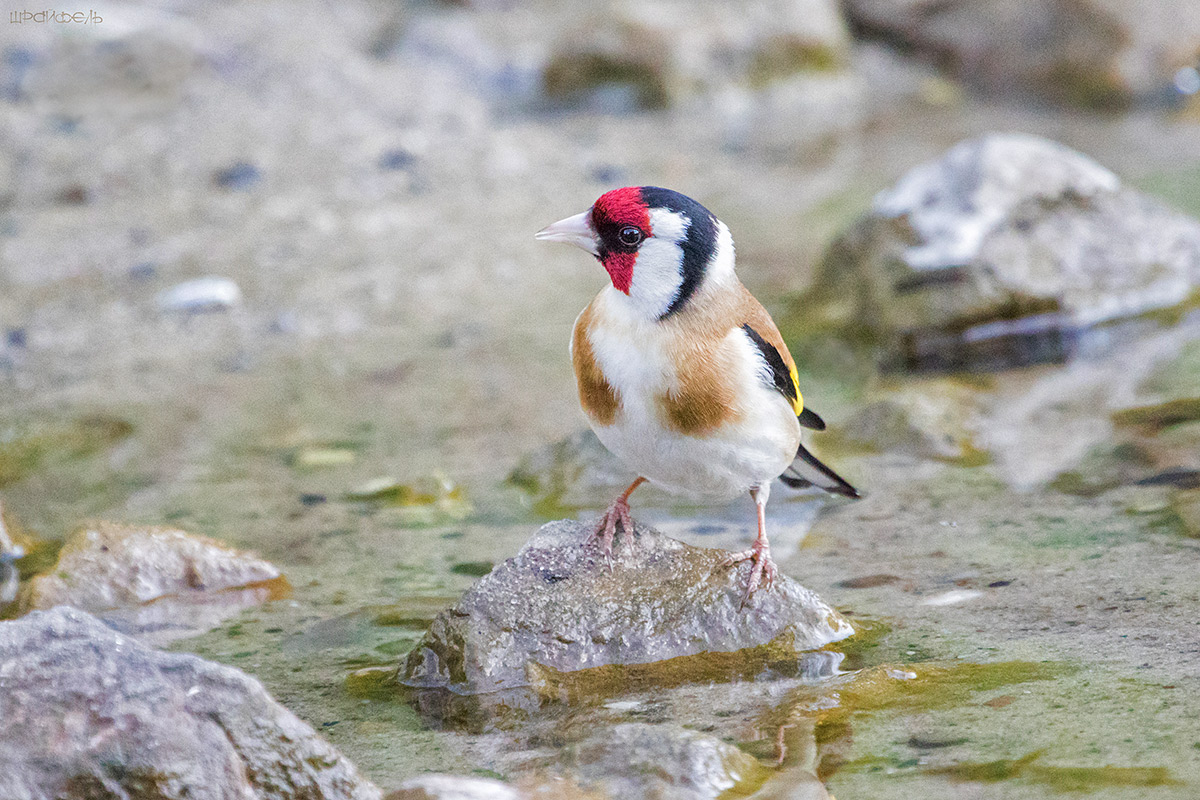 Щегол на водопое