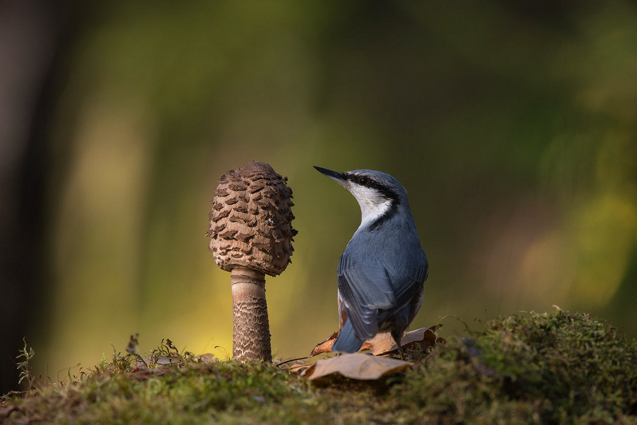 "Он оглянулся посмотреть..."