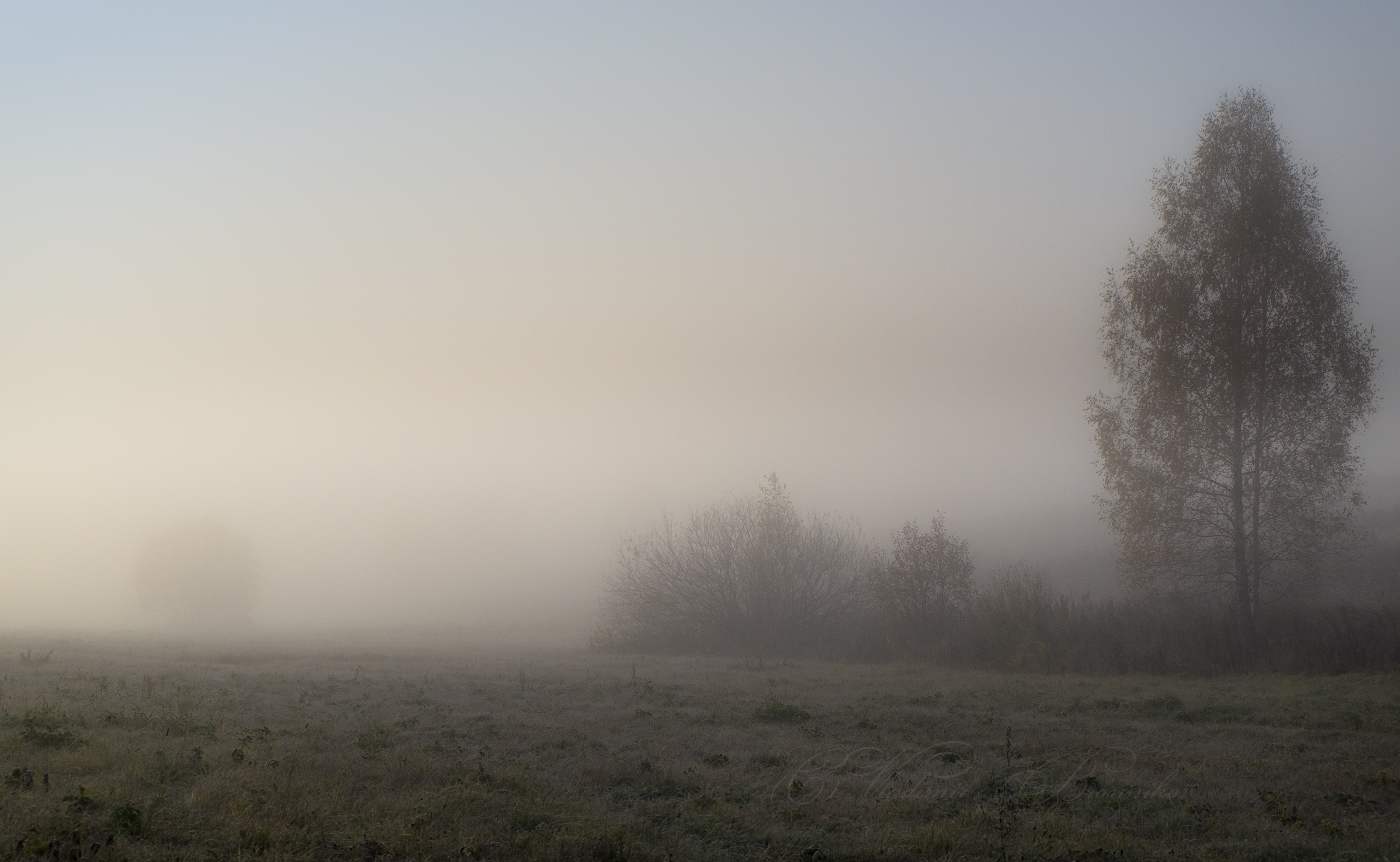 Луговой туман