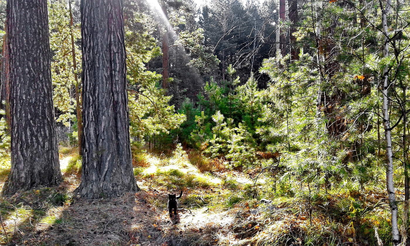 БОЛЬШОЙ ЛЕС и маленький котик