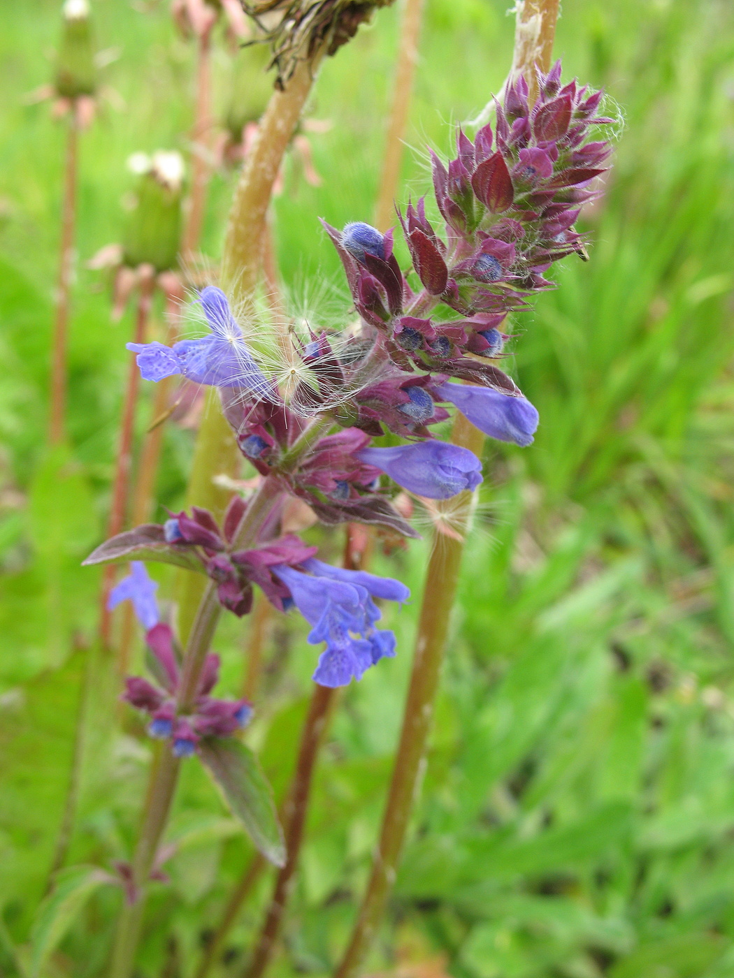 Полевой цветок с пушинками