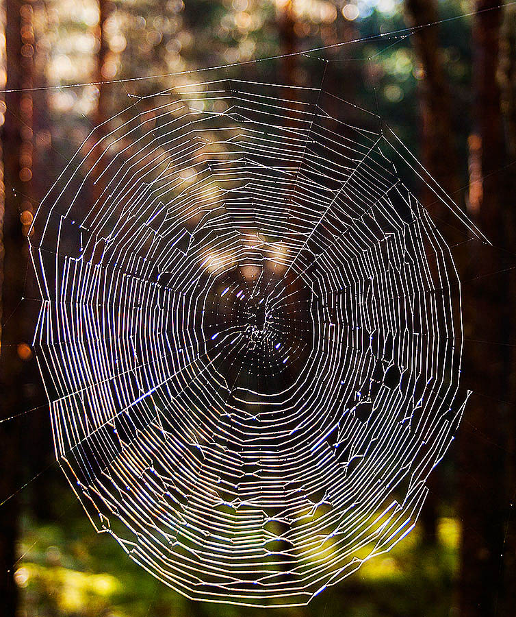 Осенний винил