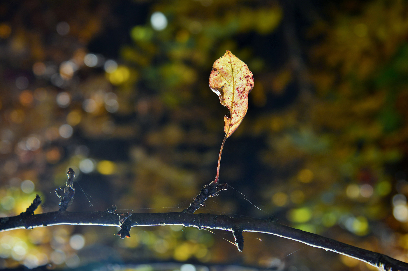 "Никто не виноват, что облетает сад ..."
