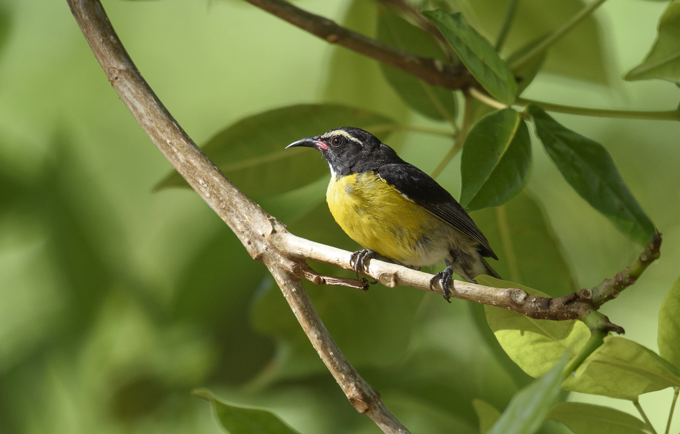 Bananaquit