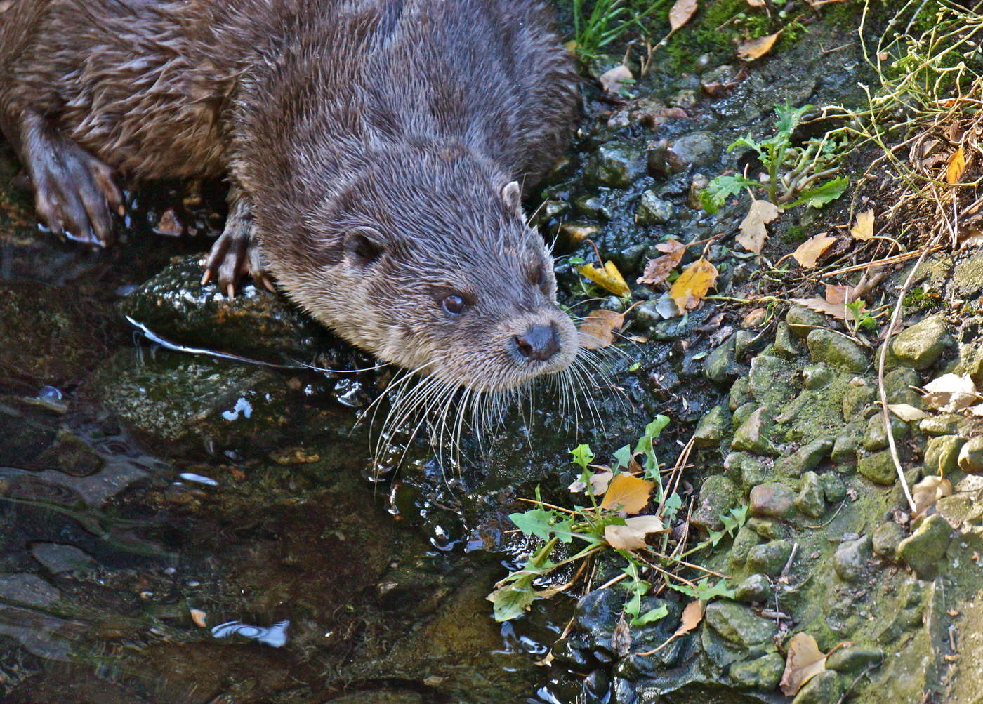Сама бдительность и осторожность )
