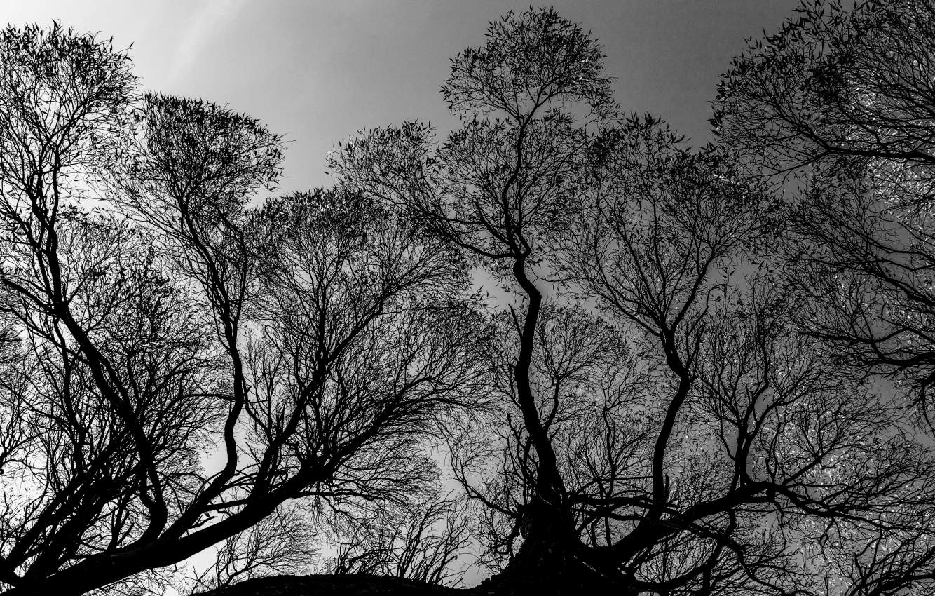 ФотоГрафика природы.