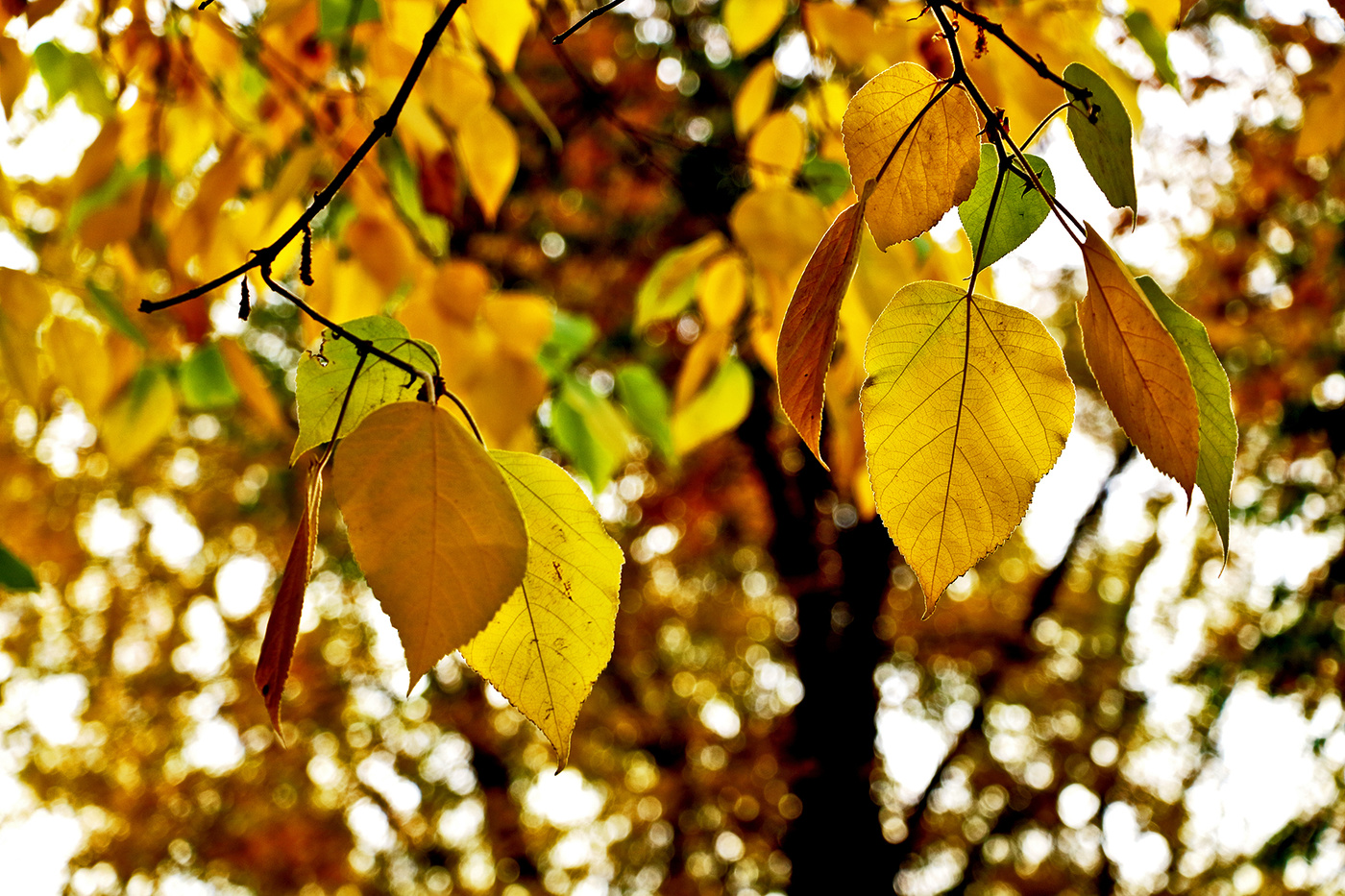 Осенний этюд